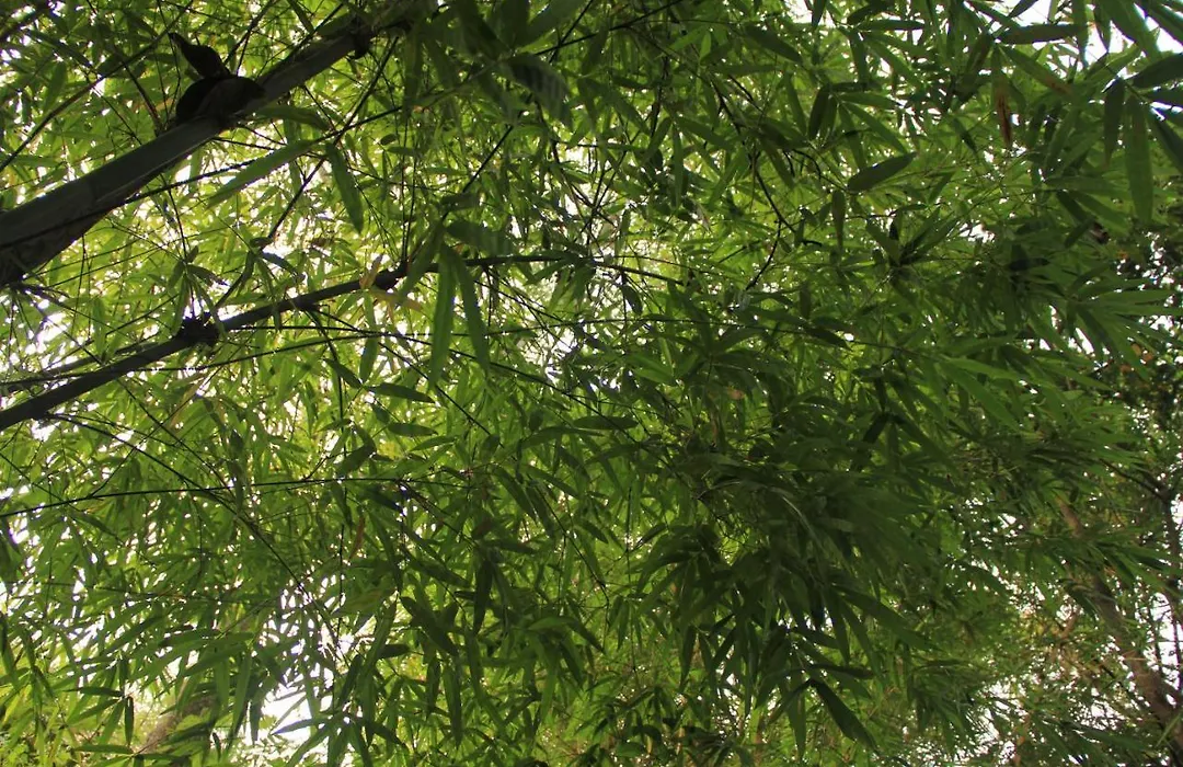 Uravu Bamboo Grove Resort-1