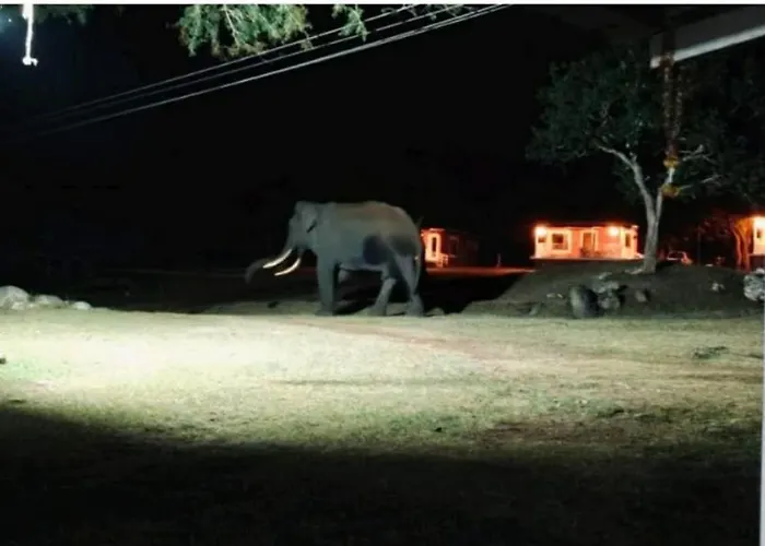 The Wild Fo'Rest Resorts