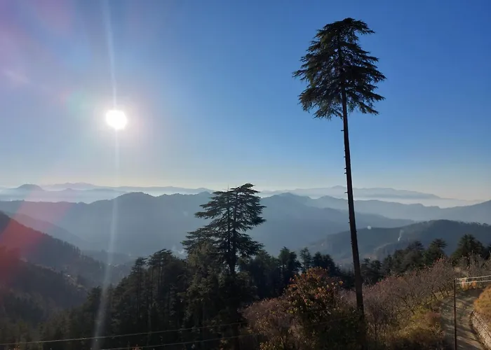Himalayan Cedar