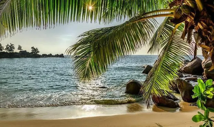 Baga Beach Palms