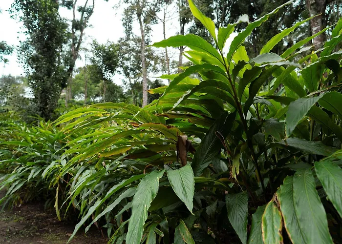 Carmelia Haven Resort Thekkady