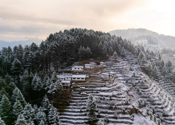 The Deodar Stays
