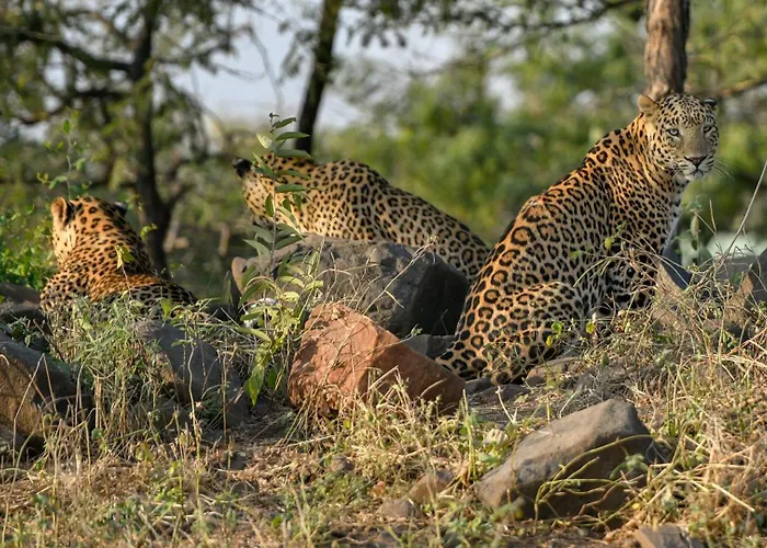 The Postcard Gir Wildlife Sanctuary Hotel Sasan Gir