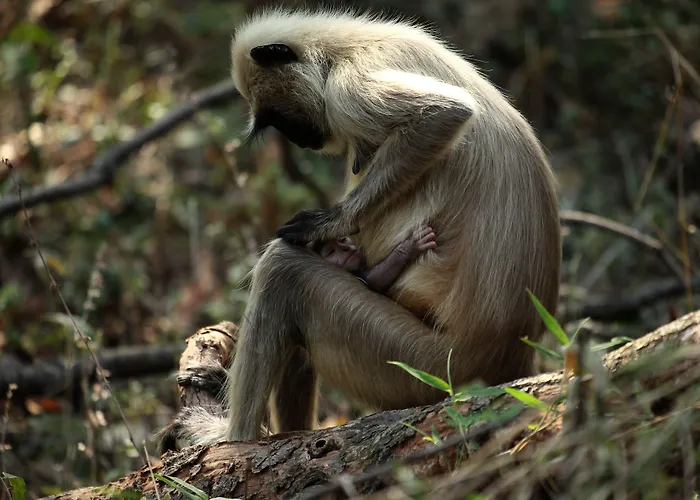 Red Earth Tadoba