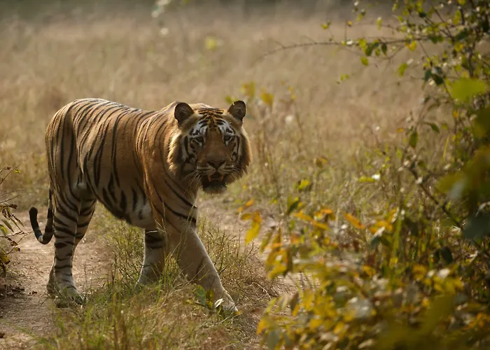 Red Earth Tadoba