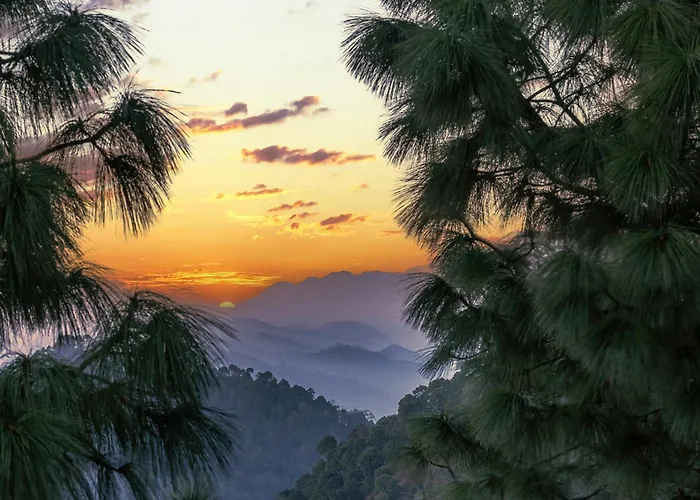 Splendid Retreat Homestay Kasauli