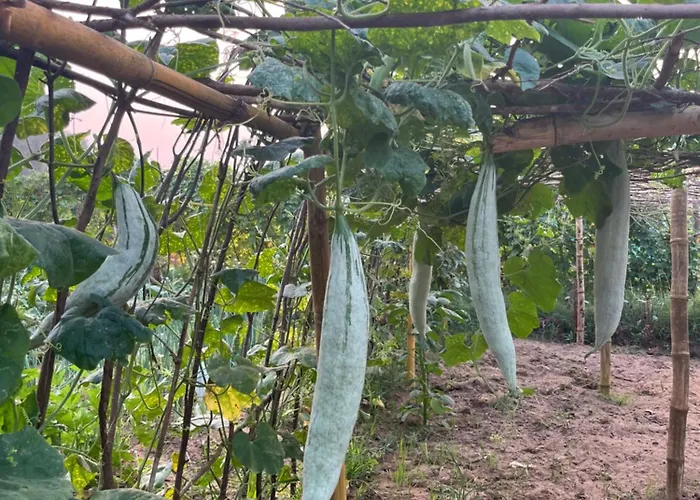 Majili Farm Stay