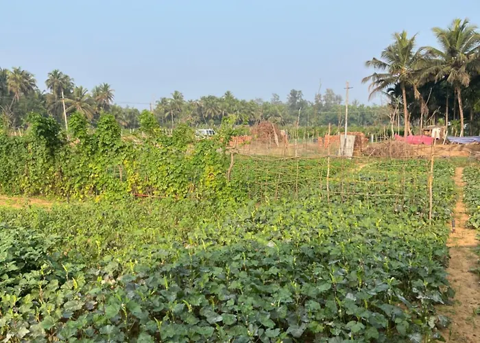 Majili Farm Stay