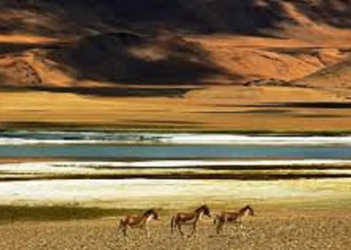 One Stop Camp - Tsokar Ladakh Ut